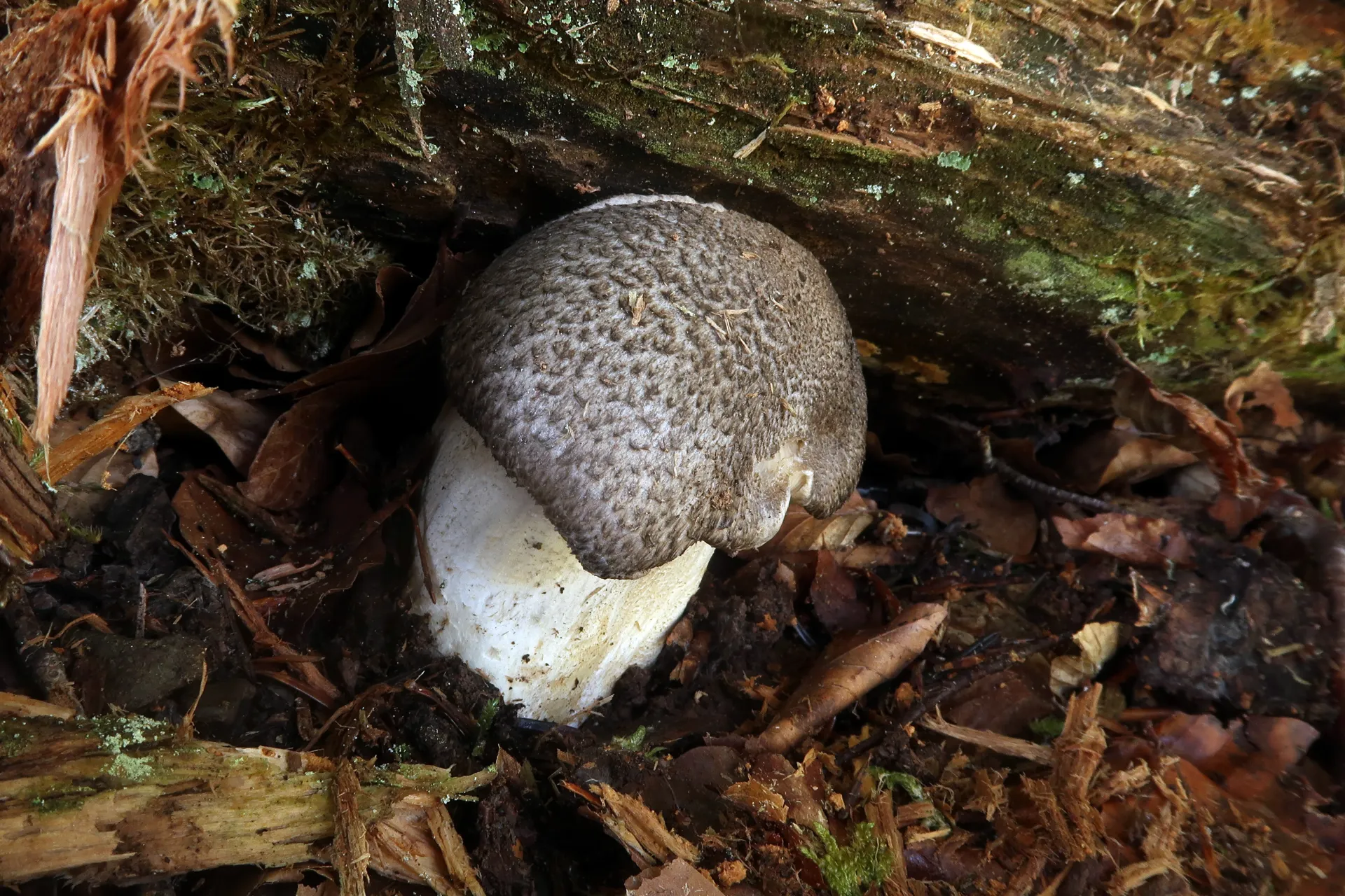 Tricholoma pardinum - 1 - IMG_0279